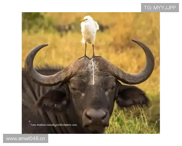 布克家里果真不简单，这次买车直接让人怀疑他是不是在拍新剧了？